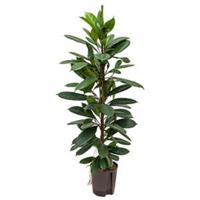 plantenwinkel.nl Ficus cyathistipula 2pp L hydrocultuur plant