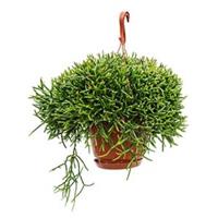 plantenwinkel.nl Rhipsalis burchellii hangplant