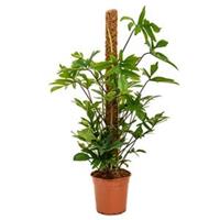 plantenwinkel.nl Philodendron pedatum mosstok 120 kamerplant