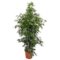plantenwinkel.nl Ficus danielle M kamerplant