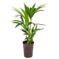 plantenwinkel.nl Kentia palm forsteriana hobart hydrocultuur plant
