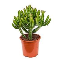 plantenwinkel.nl Euphorbia cactus lactea compact kamerplant