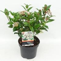 plantenwinkel.nl Sneeuwbal (Viburnum tinus â€œLucidumâ€) heester - 20-25 cm (C2) - 6 stuks