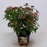 plantenwinkel.nl Sneeuwbal (Viburnum tinus) heester - 25-30 cm (C2) - 6 stuks