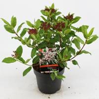 plantenwinkel.nl Sneeuwbal (Viburnum tinus â€œGwenllianâ€) heester - 25-30 cm (C2) - 6 stuks