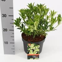 plantenwinkel.nl Rotsheide (Pieris Taiwanensis) heester - 20-25 cm (C2) - 6 stuks