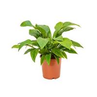 plantenwinkel.nl Anthurium jungle bush M kamerplant