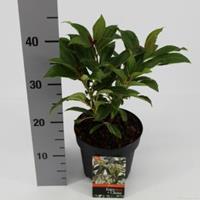 plantenwinkel.nl Sneeuwbal (Viburnum Davidii) heester - 20-25 cm (C2) - 6 stuks