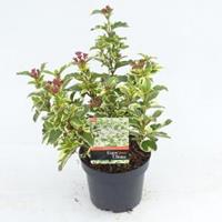 plantenwinkel.nl Sneeuwbal (Viburnum tinus â€œWhite Egretâ€) heester - 20-25 cm (C2) - 6 stuks