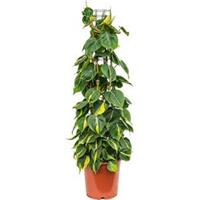plantenwinkel.nl Philodendron scandens brasil colomnae M kamerplant