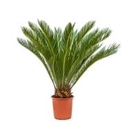 plantenwinkel.nl Cycas Palm revoluta stam S kamerplant