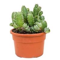 plantenwinkel.nl Euphorbia cactus resinifera L kamerplant