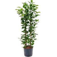 plantenwinkel.nl Ficus moclame 2pp hydrocultuur plant