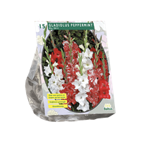 baltus Zomer Bloembollen Gladiolus Peppermint Mix per 15