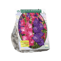 baltus Zomer Bloembollen Gladiolus Bridesmaids Mix per 15