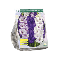 baltus Zomer Bloembollen Gladiolus Purple and White Stars per 15