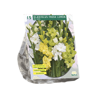 baltus Zomer Bloembollen Gladiolus Fresh Lemon per 15