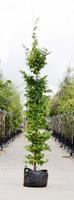Warentuin Haagbeuk laagstam Carpinus betulus h 350 cm st. omtrek 12 cm