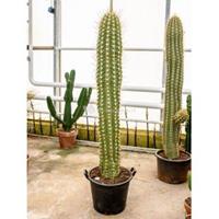 plantenwinkel.nl Trichocereus terschechii cactus single L kamerplant