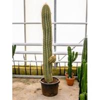 plantenwinkel.nl Trichocereus terschechii cactus vertakt XL kamerplant