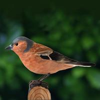 DecoBird - Vink