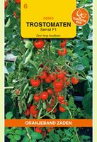 Oranjeband Tomaat Sarrat F1 Solanum lycopersicum L. (syn L. esculentum) - Tomaten - 15 gram