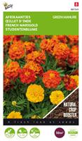 Buzzy Afrikaantje Tagetes - Groenbemester - 50 gram