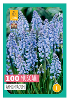 Tuinland Blauwe Druifjes 'Muscari Armeniacum' 100 Stuks