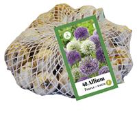 Tuinland Allium Bloembollen Paars Wit 40 Stuks