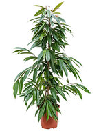 Ficus Amstel King 130 cm