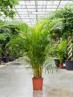 Areca Palm 200 cm (Goudpalm)