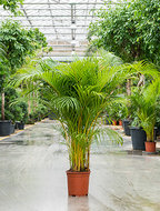 Areca Palm 170 cm (Goudpalm)