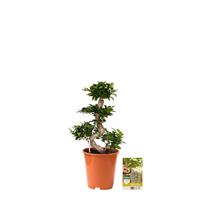 Pokon Ficus Bonsai / Chinese Vijg incl. watermeter en voeding - hoogte 70 cm