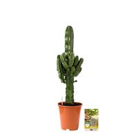 Pokon Euphorbia / Cowboycactus incl. watermeter en voeding - hoogte 90 cm