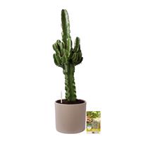 Pokon Euphorbia / Cowboycactus incl. watermeter en voeding - in Mica Era Pot Licht Grijs - hoogte 90 cm