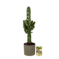 Pokon Euphorbia / Cowboycactus incl. watermeter en voeding - in Mica Era Pot Groen - hoogte 90 cm