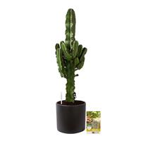 Pokon Euphorbia / Cowboycactus incl. watermeter en voeding - in Mica Era Pot Donker Grijs - hoogte 90 cm
