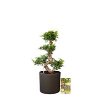 Pokon Ficus Bonsai / Chinese Vijg incl. watermeter en voeding - in Mica Era Pot Donker Grijs - hoogte 70 cm