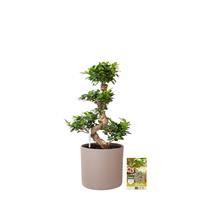 Pokon Ficus Bonsai / Chinese Vijg incl. watermeter en voeding - in Mica Era Pot Licht Grijs - hoogte 70 cm