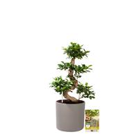 Pokon Ficus Bonsai / Chinese Vijg incl. watermeter en voeding - in Mica Era Pot Grijs - hoogte 70 cm