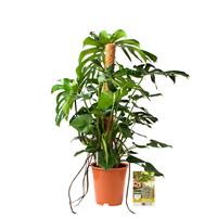 Pokon Monstera / Gatenplant incl. watermeter en voeding - hoogte 120 cm