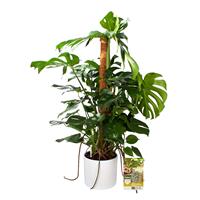 Pokon Monstera / Gatenplant incl. watermeter en voeding - in Mica Era Pot Wit - hoogte 120 cm
