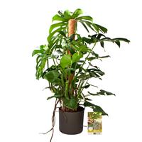 Pokon Monstera / Gatenplant incl. watermeter en voeding - in Mica Era Pot Donker Grijs - hoogte 120 cm