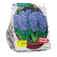 Baltus Bloembollen Baltus Hyacinth Blue Jacket bloembollen per 10 stuks