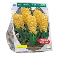 Baltus Bloembollen Baltus Hyacinth City of Haarlem bloembollen per 10 stuks
