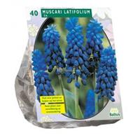Baltus Bloembollen Baltus Muscari Latifolium bloembollen per 40 stuks