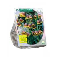 Baltus Bloembollen Baltus Fritillaria Michailovskyi bloembollen per 15 stuks