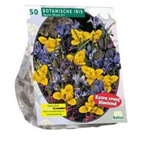 Baltus Bloembollen Baltus Iris Reticulata Mix bloembollen per 50 stuks