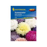 KIEPENKERL Astern Sommeraster Lady Coral Mix