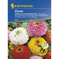 KIEPENKERL Zinnia elegans Zinnie Oklahoma-Formelmischung